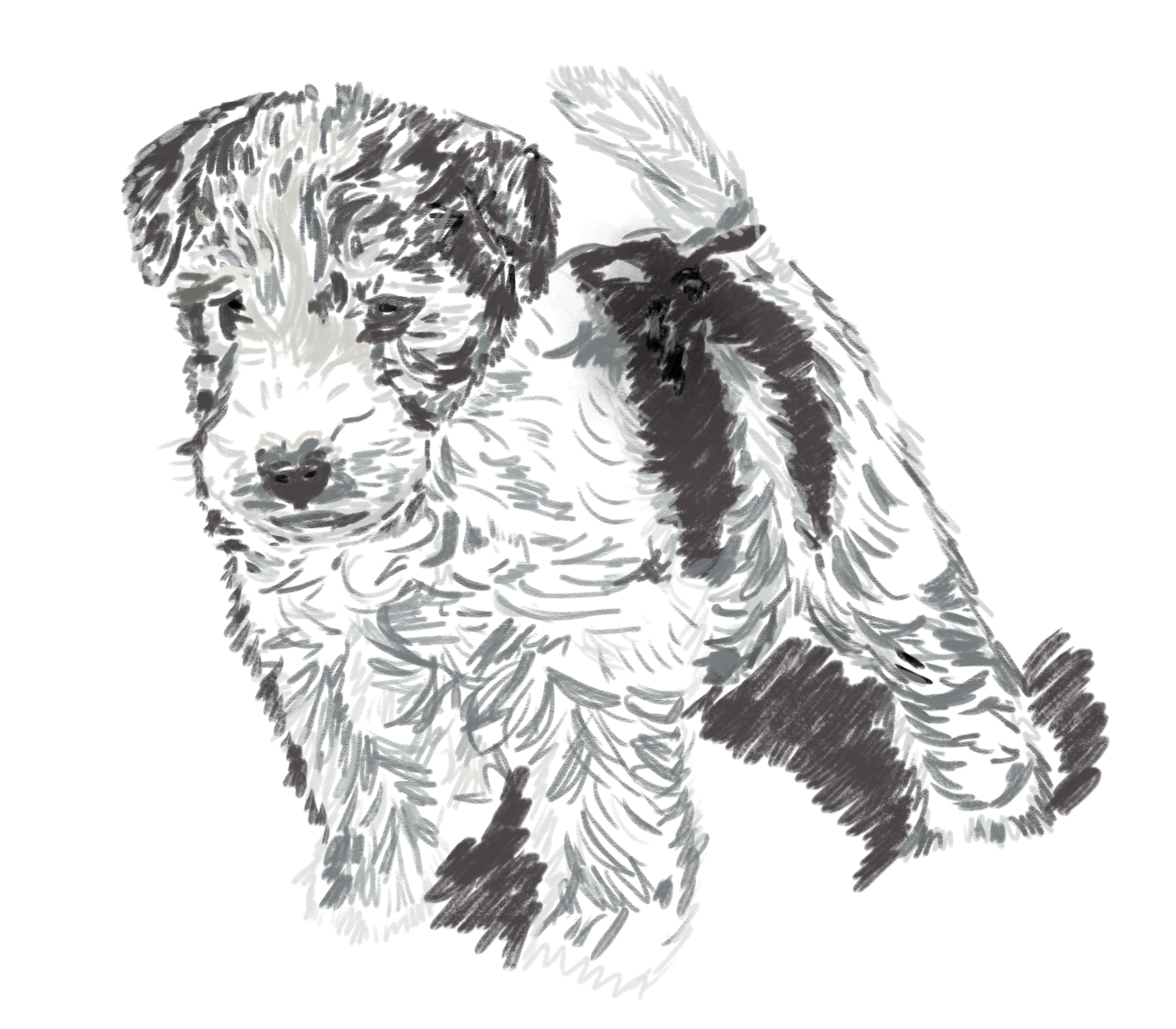Fox Terrier Fox Terrier